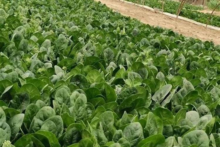 芸苔素内酯玉米可喷几次 几叶时可以使用