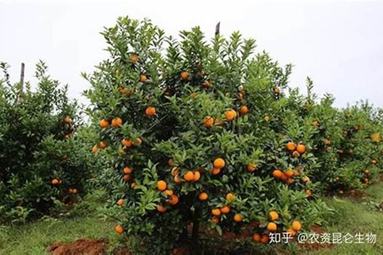 柑橘膨果期上什么肥料好？柑橘膨大期施肥用什么肥料？