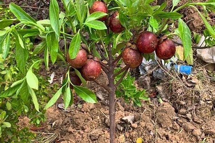 树苗底肥施什么合理 施底肥方法