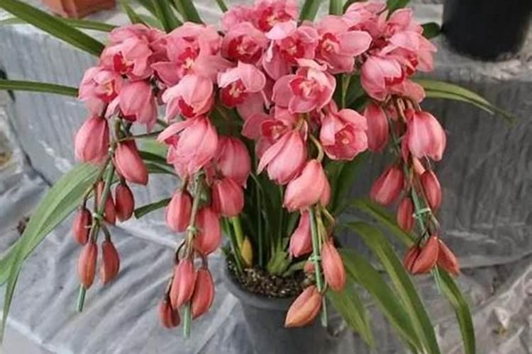 这三种肥料千万不要用,谁用谁吃亏