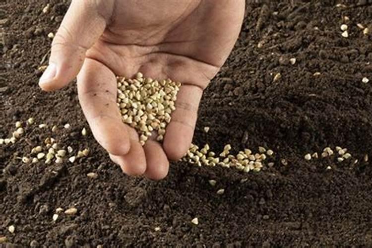 提高土壤肥力有哪些措施