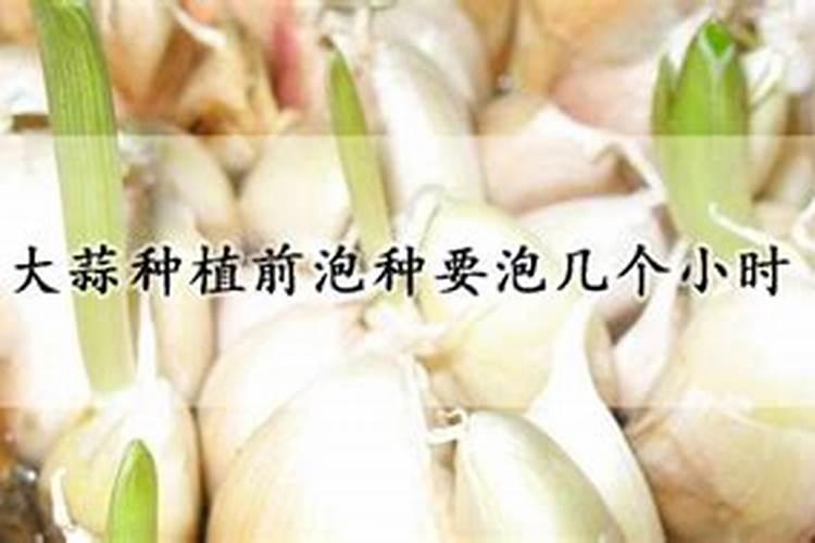 如何做好稻田肥水管理？水稻发黄怎么办？