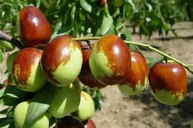 菊花施肥方法,用什么肥好