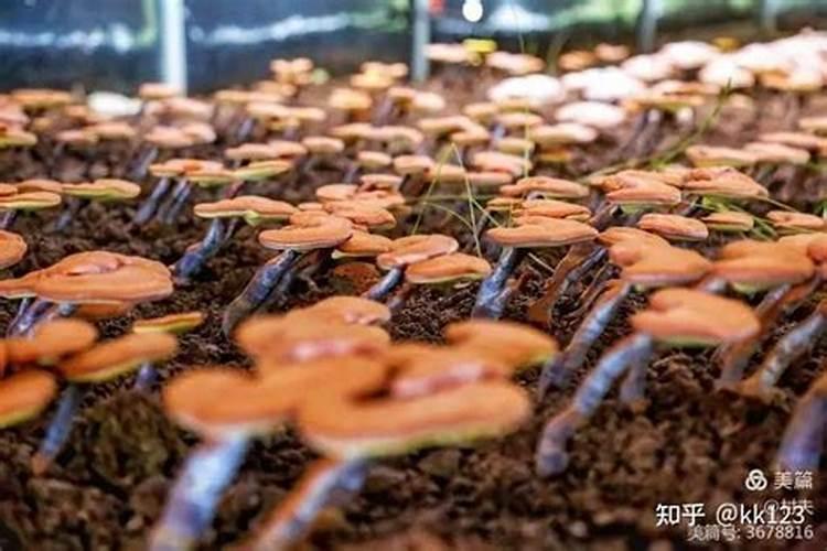 西洋参汁水能不能浇兰花？