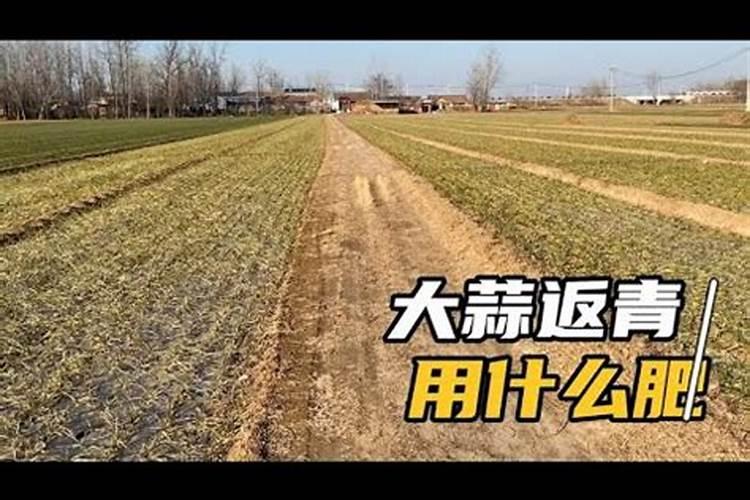 施朴乐生物有机肥里氮含多少磷多少钾多少？