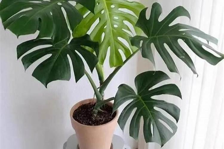 ...番茄`用花多多`奥绿肥 做蔬菜肥料 吃了会对身体有害吗？