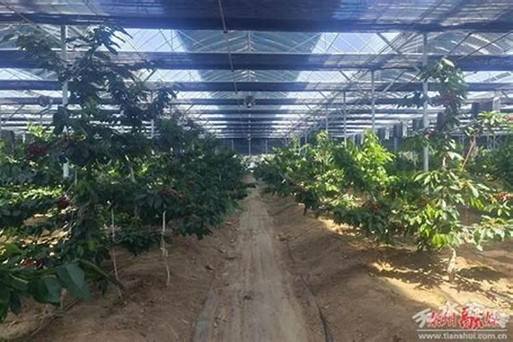 扦插小苗多久能用矿源黄腐酸钾和萘乙酸区别