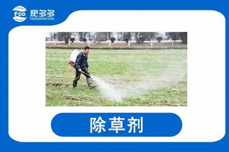 含钾蔬菜第一名