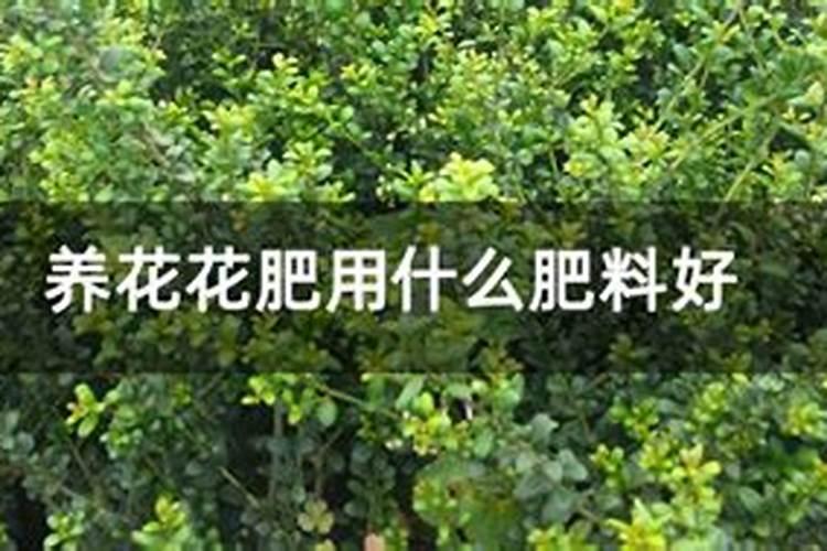 氨基酸叶面肥果树涂杆枝术怎么操作？