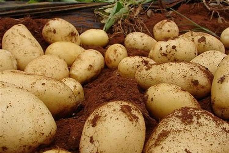 种土豆最好的肥料是什么？