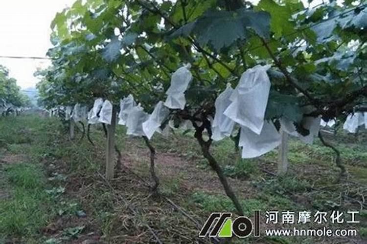 蛋白室温放置15分钟降解多少