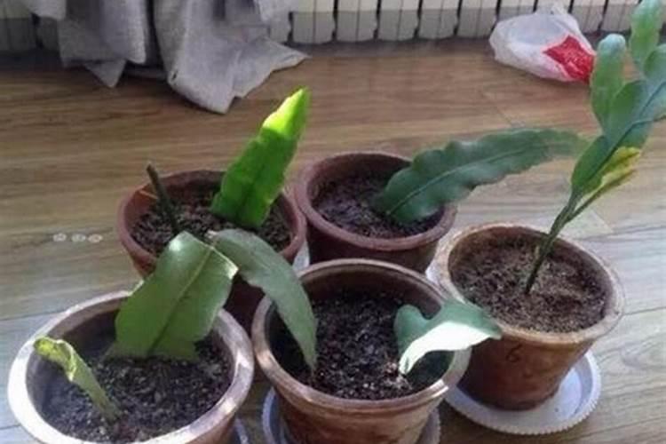 绿贝氨基酸水溶肥的效果怎么样呢？