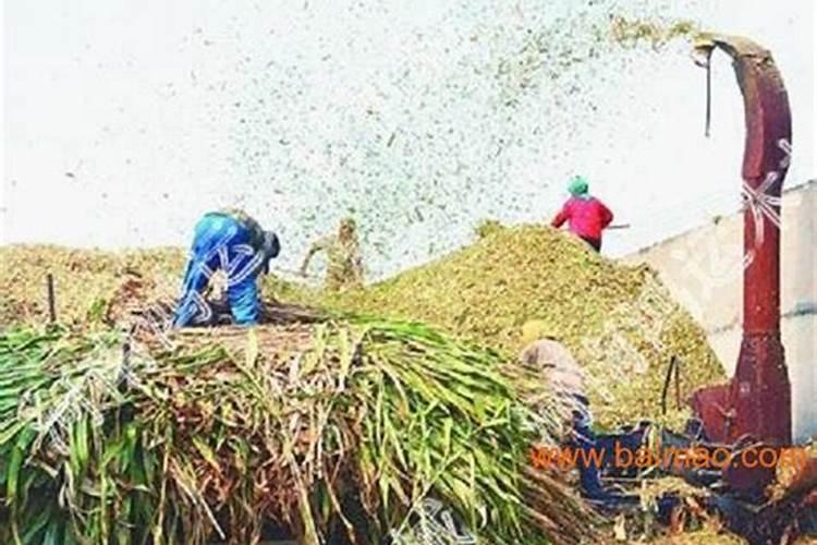 芸苔素抗旱最有效三个方法