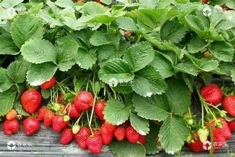 让甜瓜快速增甜的几种方法