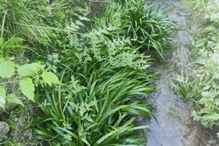 草莓用什么叶面肥