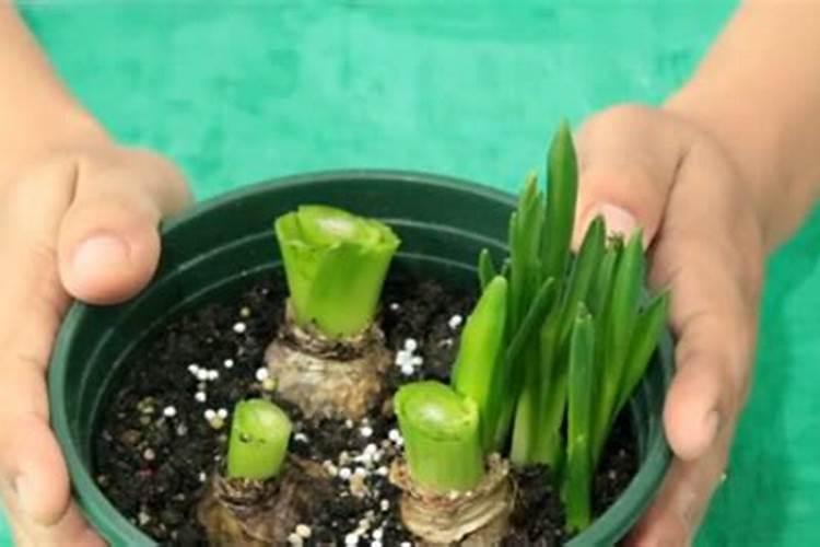 草莓的种类有几种？
