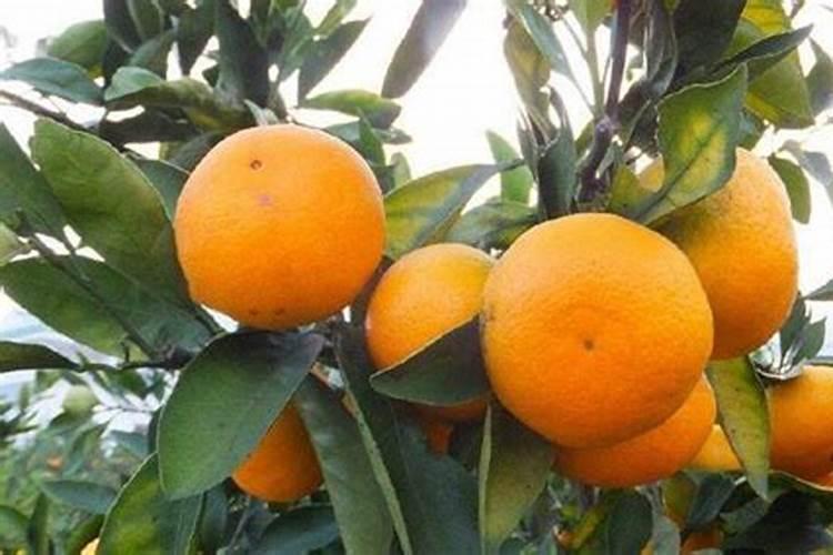 农药小叶灵能长期使用吗