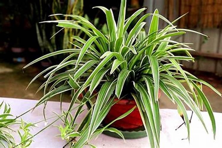 水产芽孢杆菌能和磷肥同时用吗