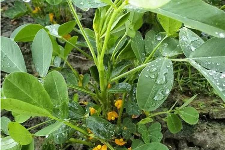 植物缺镁用什么肥料