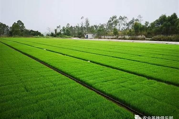 植物缺镁用什么补