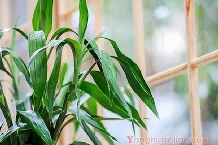 养花怎样让根系发达 植物如何养好根系