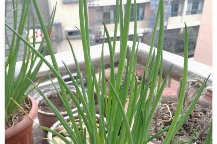 用什么肥料给农作物补钾比较好？