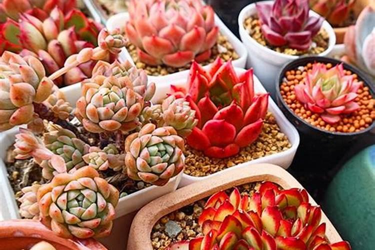 棉花怎么追施钾肥？棉花施用钾肥技术是什么？
