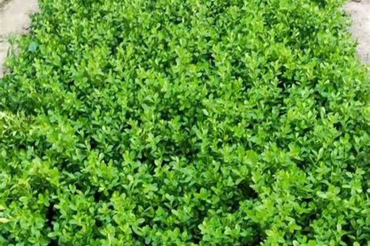 一亩地用多少硼肥 如何正确施硼肥