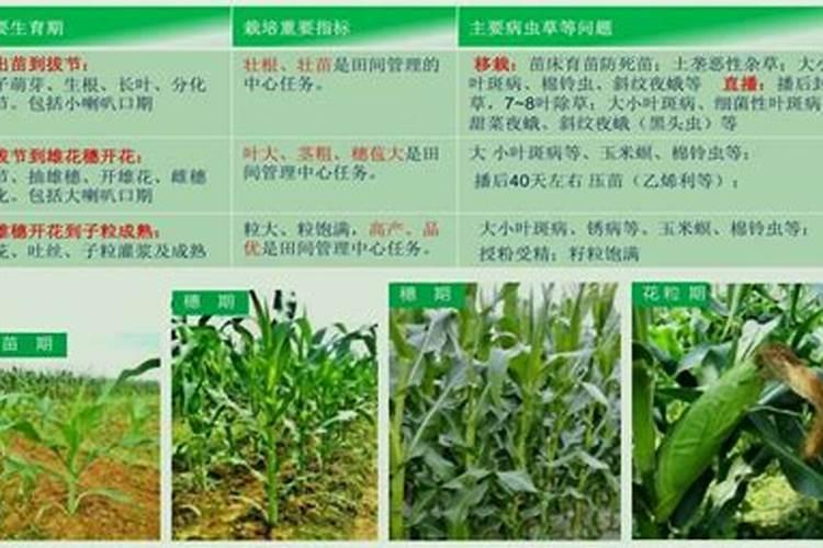 磷酸二氢钾当叶面肥用量