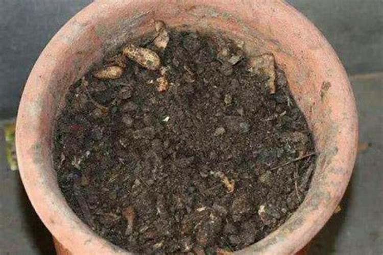 花生壳怎样发酵做肥料