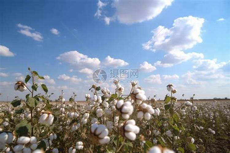 棉花的种植方法
