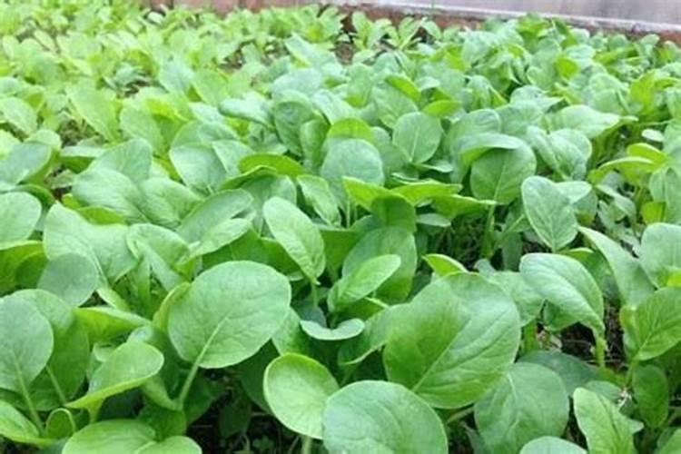 小白菜追肥用什么肥料好(种植小白菜施什么肥料尿素)