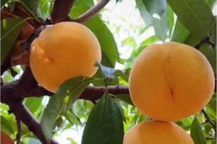 桃树叶面肥如何用磷酸二氢钾