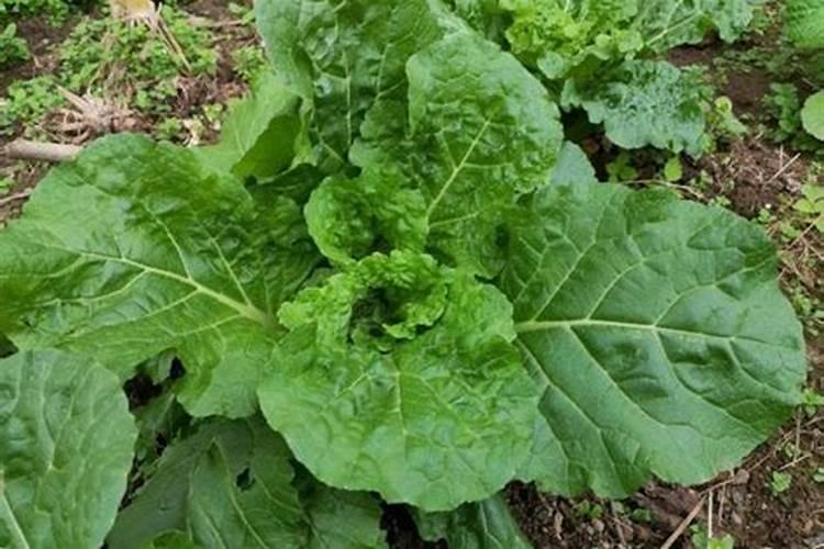 兰花一年四季浇水方法,环境气候决定浇水频率/夏季多浇