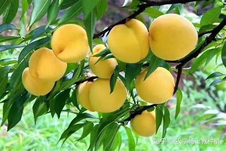 黄桃在坐果后需要打什么农药,有哪些需要注意的？