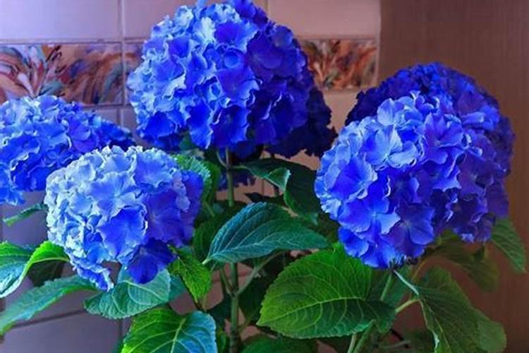 葡萄树施尿素还是复合肥好