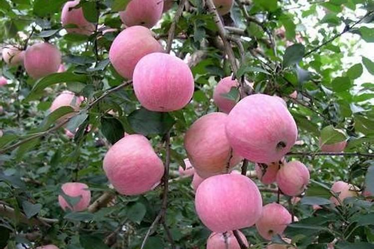 千层金养护与病虫害