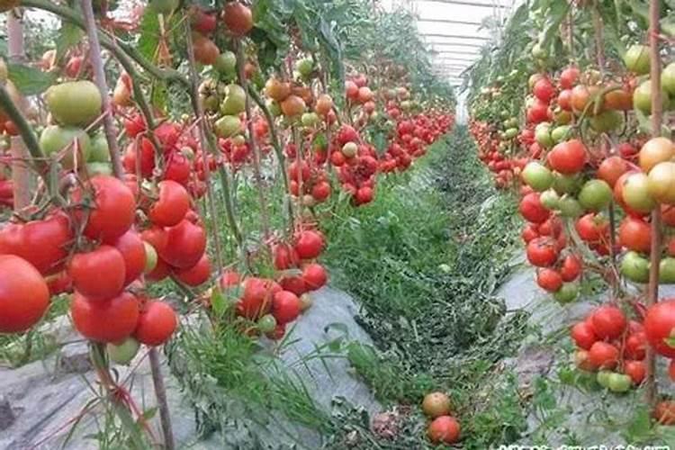 老师们番茄底肥都用什么好呢!