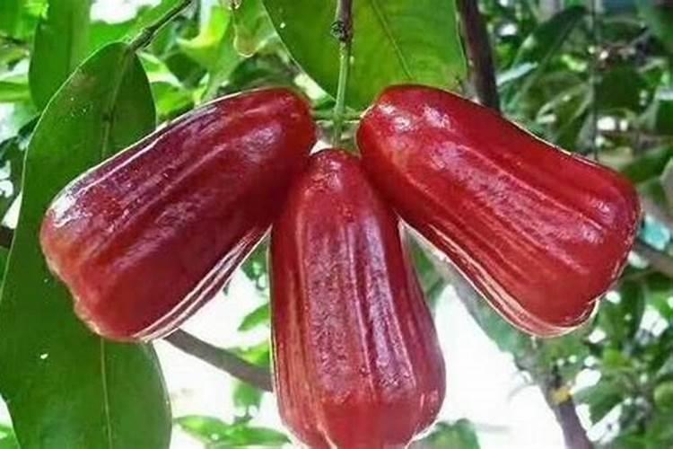 玉米叶面肥和虫子药打完多长时间能吸收