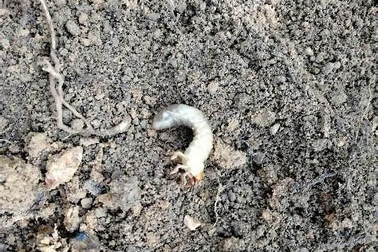 小麦干热风的危害及预防技术有哪些？