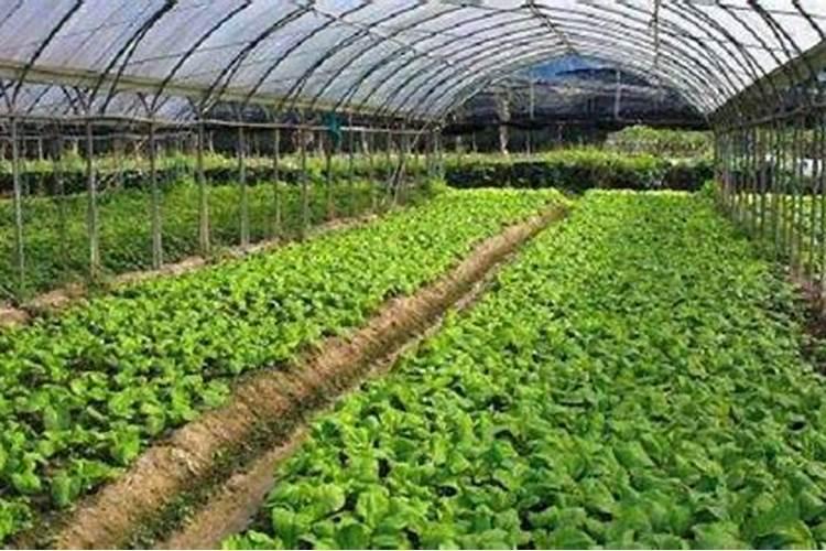 尿素和复合肥可以混合使用吗