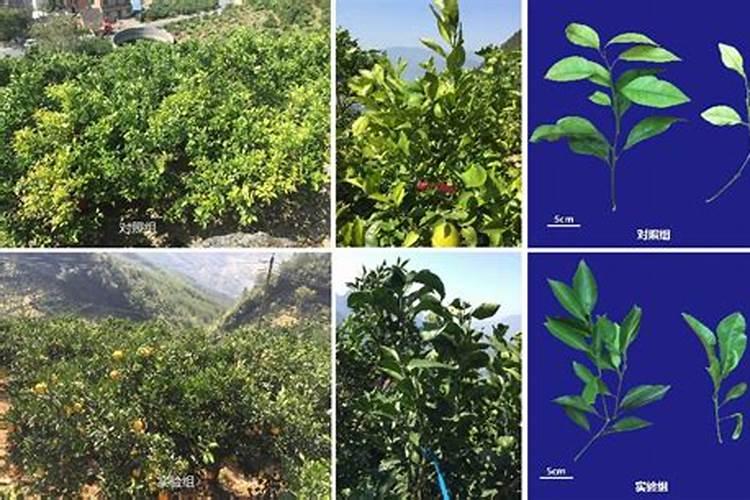 有什么好方法能把花椒叶保存成嫩绿色的干货呢？