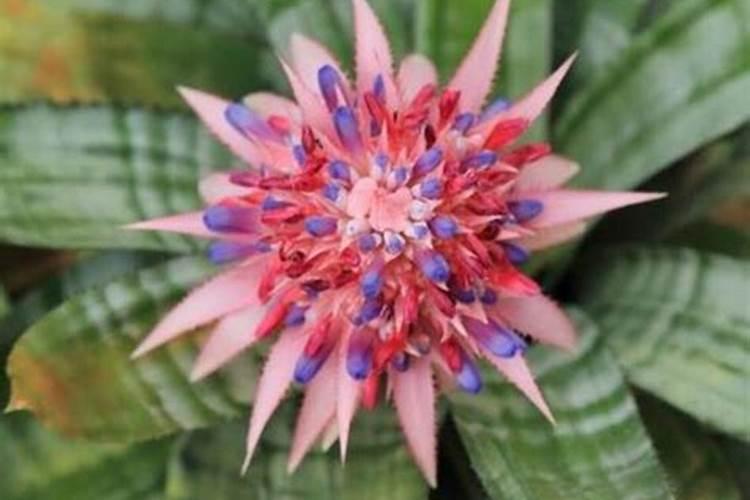 菠萝催花时间和方法