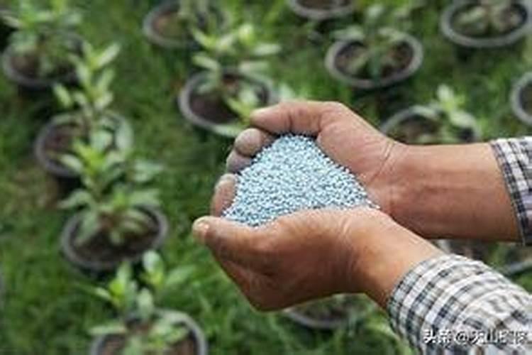 水田生产怎样提高磷肥的利用率？