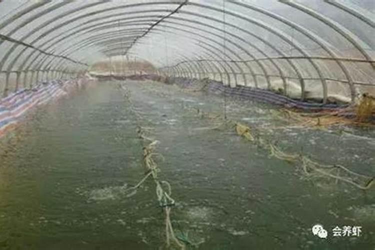 过磷酸钙可以兑水冲施吗