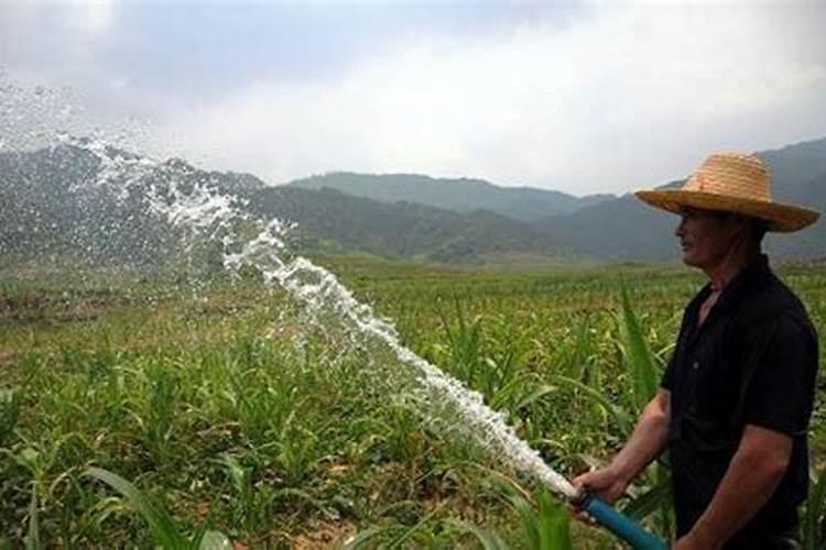 玉米施肥在下雨之前好还是在下雨后好