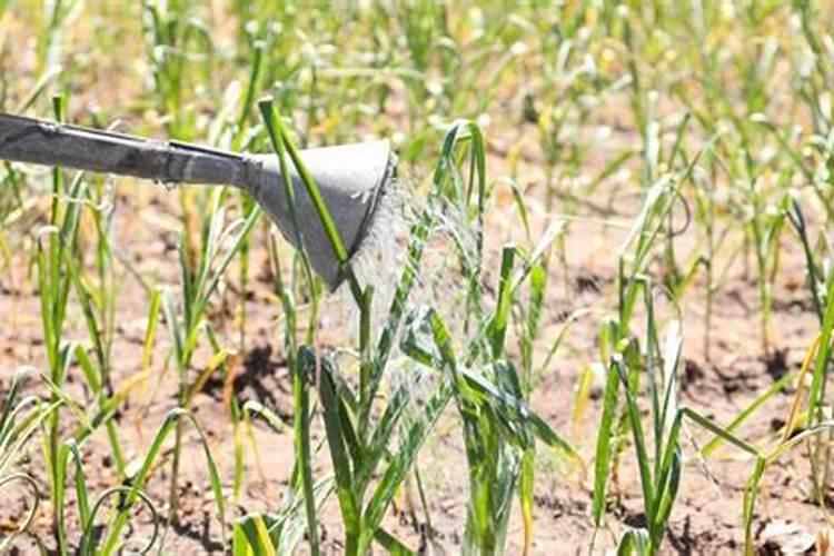 大蒜抽苔前施什么肥好