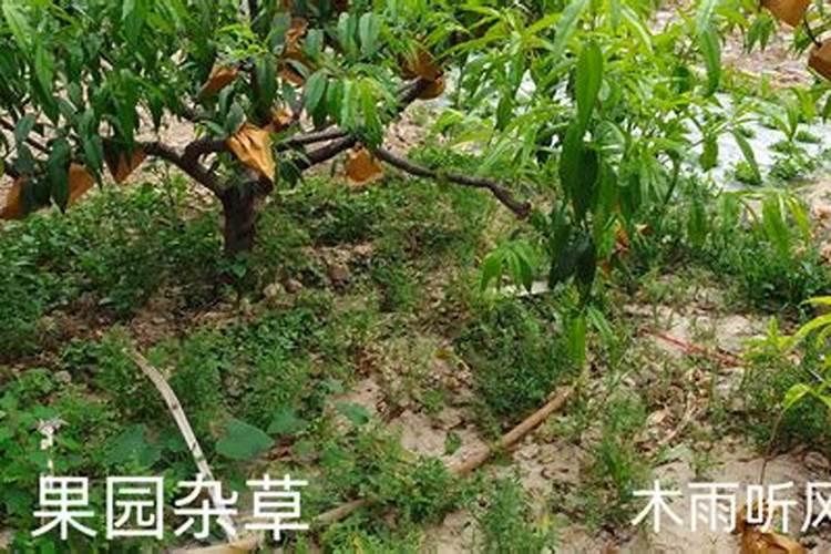 芦柑这时候打什么药长的好