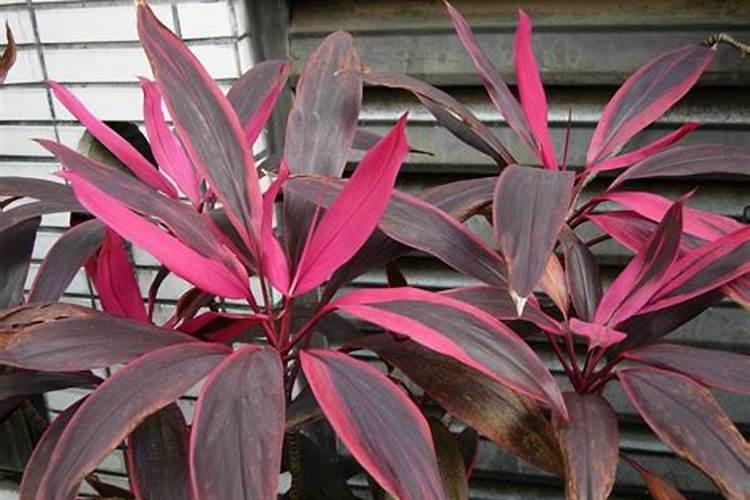 注意!玉米控释肥市场套路多、水分大？你不懂就容易上当受骗