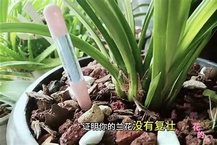兰花施复合肥效果好吗？如何施用复合肥？